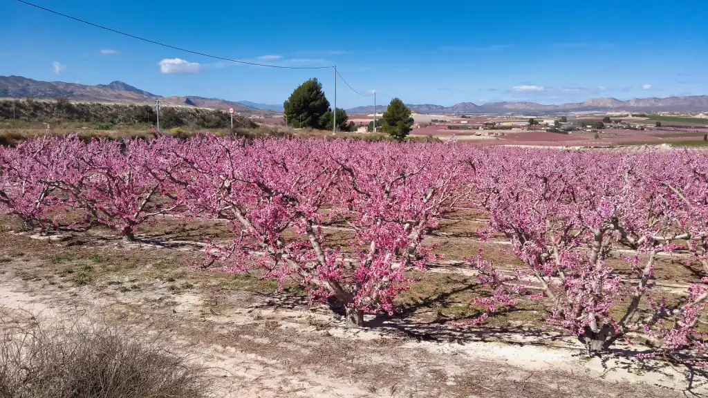 Rows of pink-blossomed fruit trees in Cieza with mountains beyond